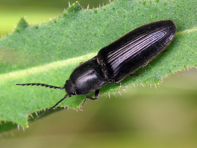 Hemicrepidius niger (Linnaeus, 1758)